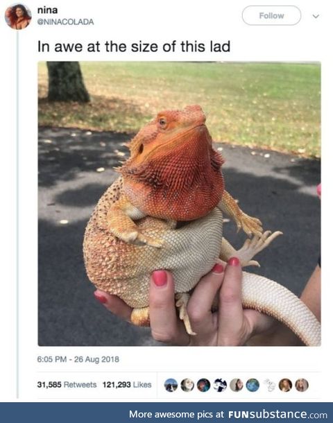 Chonky