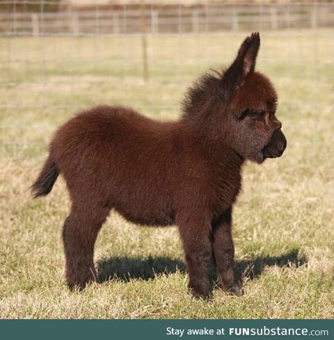 Baby donkey
