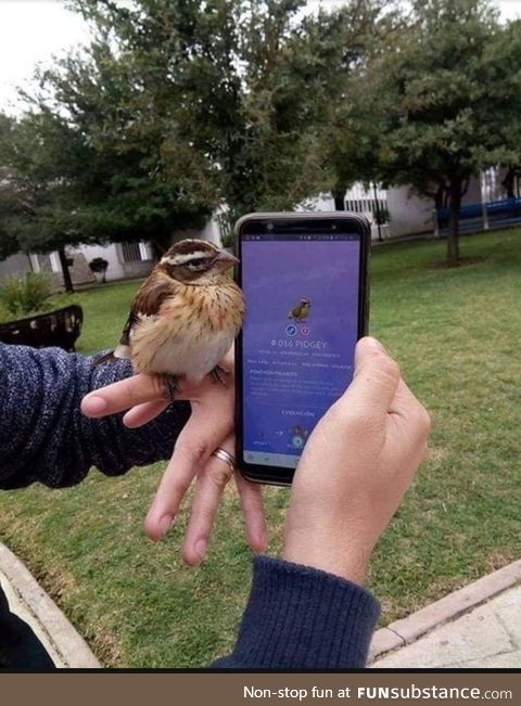 Finding a real pidgey
