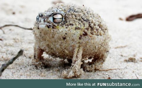 Froggo Fren #6 - Desert Rain Frog