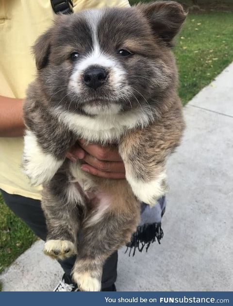 His name is Milk Tea, and you are now blessed