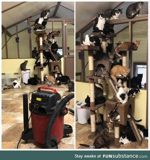 Vacuum day at the animal shelter