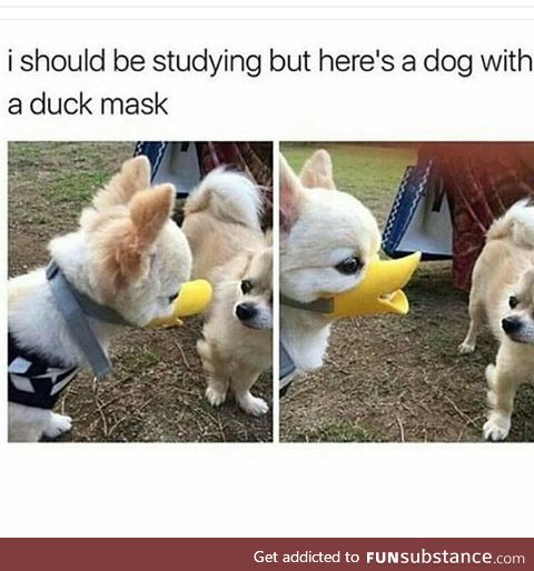 Danger duck would bite you