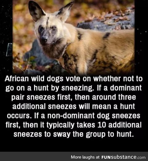 Afrcian dogs