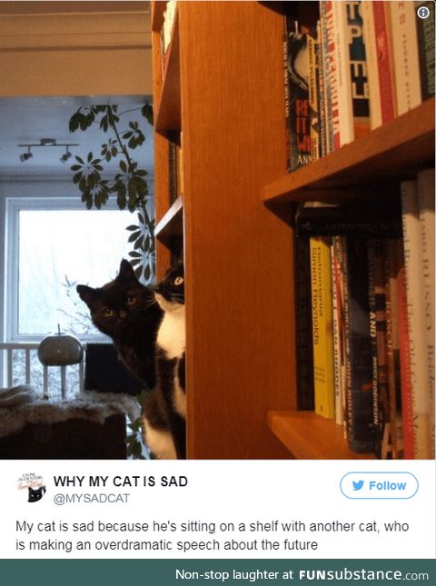 Why my cat is sad