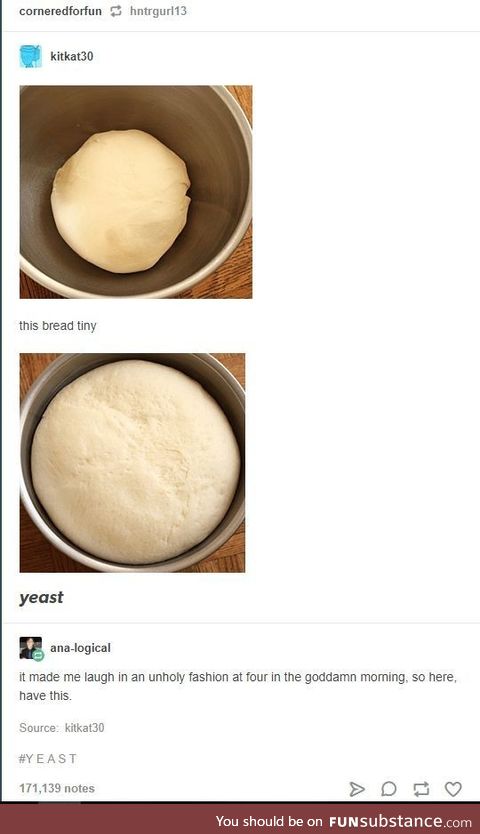 Y e a s t