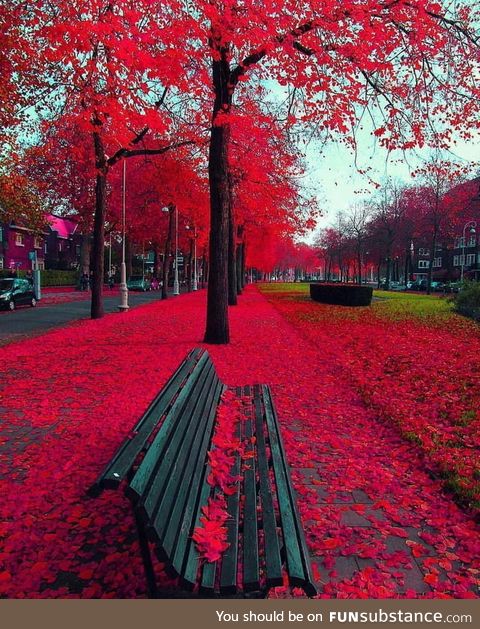 Autumn in Amsterdam