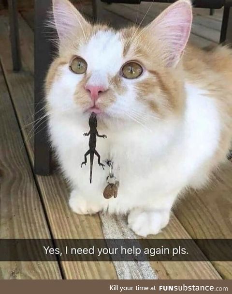 I require your assistance