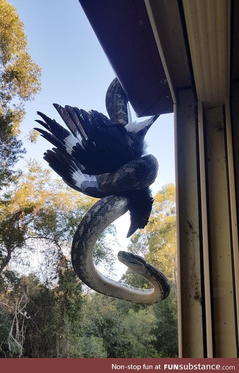 Welcome to australia