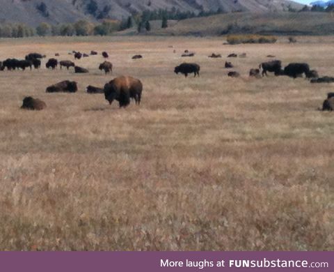 Pics from Wyoming part 2, the majestic buffalo.