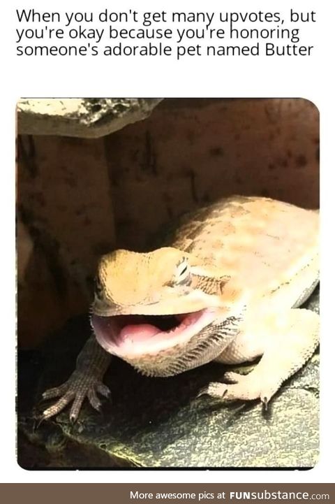 In loving memory of Butter