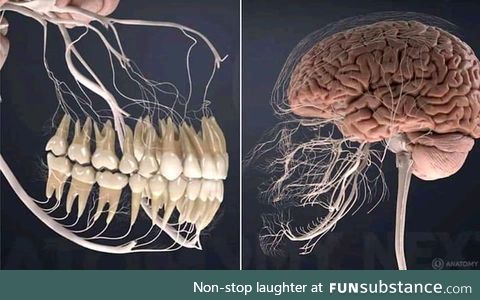 This is what the nerves related to the teeth look like