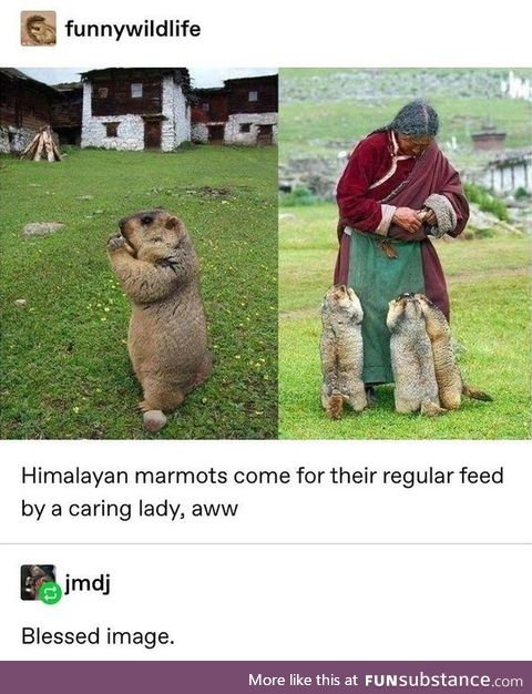 Chubby