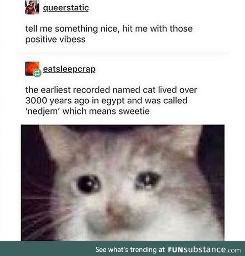 I named my cat garbage