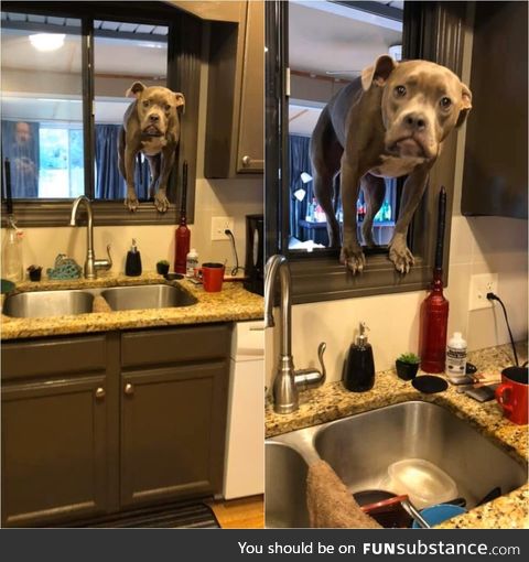 My cousin got home from work early, only to catch his dog sneaking in through the window