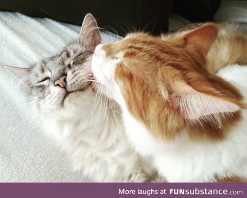 Just some cats
