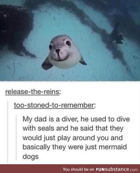 Mermaid Dogs
