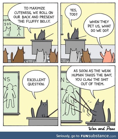 Happy international cat day!!