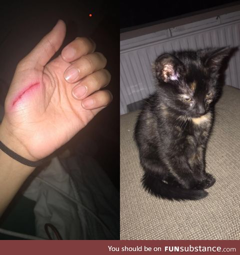 My kittens face after I explained to her that nice cats don’t scratch people