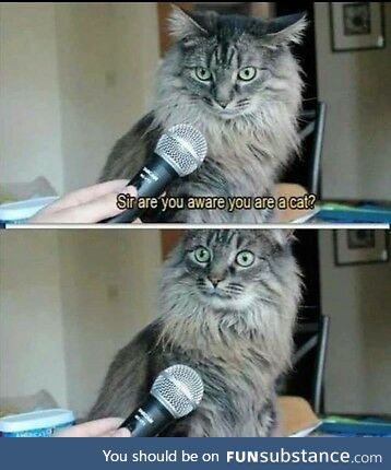 I'm a cat??