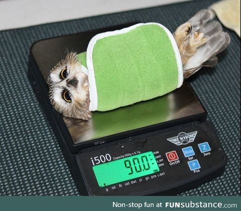 Owls being weighed