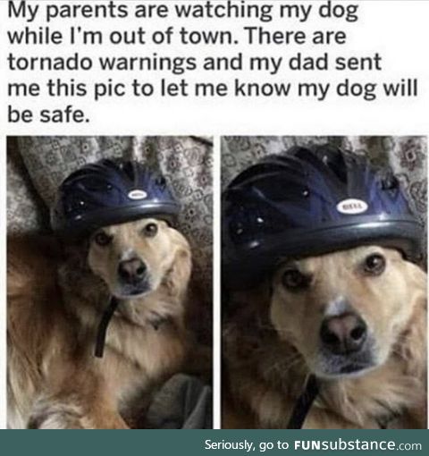Safety first, bork later