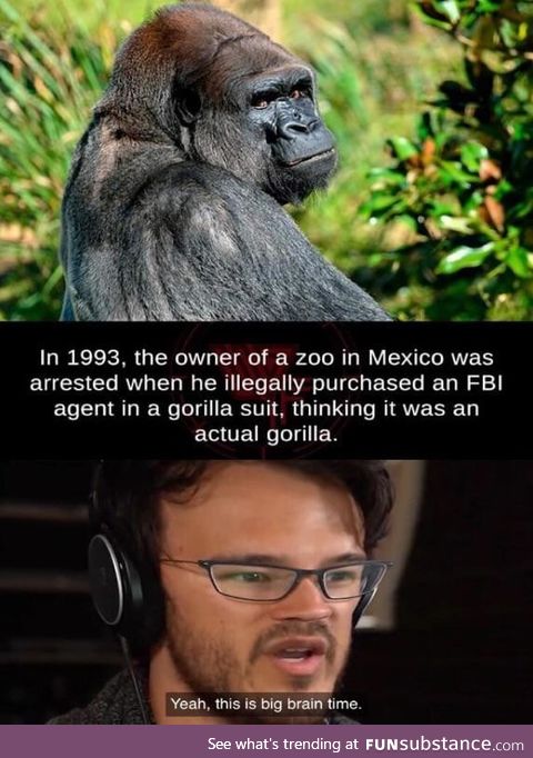 Save the gorilla's*