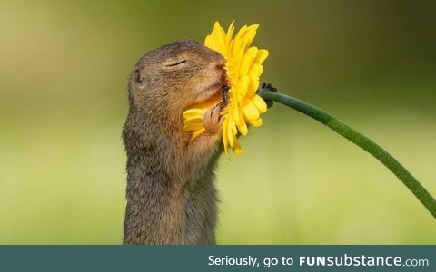 Squirrel smelling dandelion