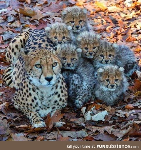 Cheetah cubs or baby cheetah are such cute baby animals