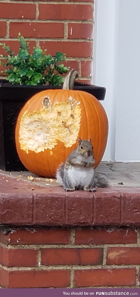 So much for my cute pumpkin!