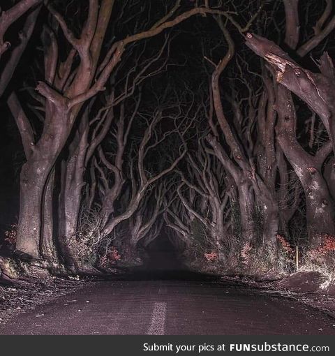 Night in the forest .