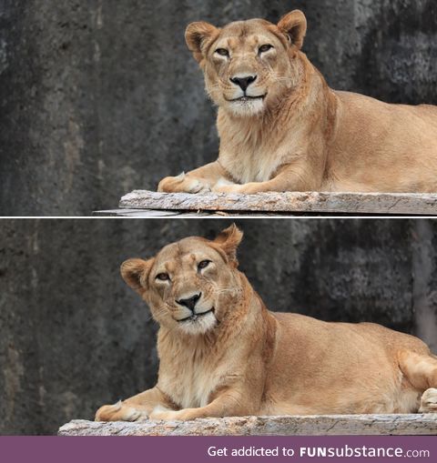 A very polite lioness luring you to an early death