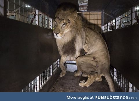 33 lions are rescued from circuses in Colombia and Peru and airlifted to the Emoya Big