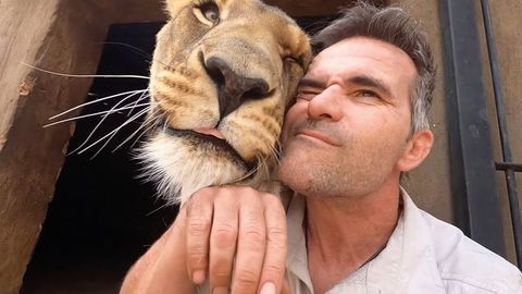 The Lion Whisper - Reuniting with his animals after 2 weeks away. (FeelGoodSubstance)