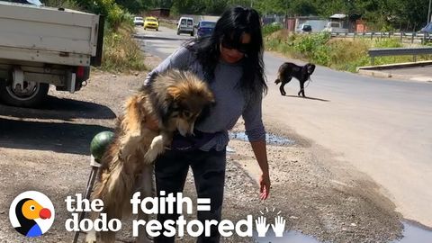 Woman spends days saving two street dogs in Romania