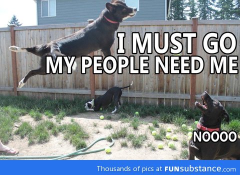 Superdog must leave