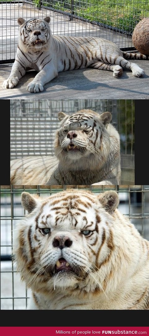 Meet Kenny - The first tiger with down syndrome