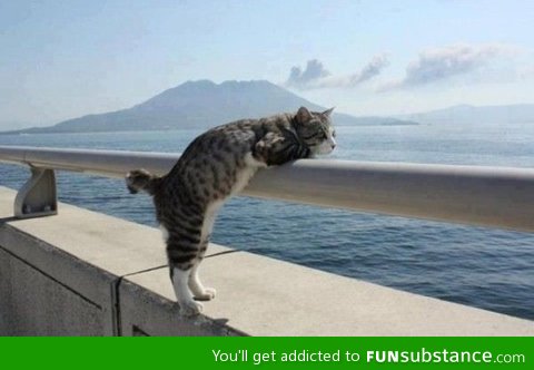 My cat really enjoys scenic views