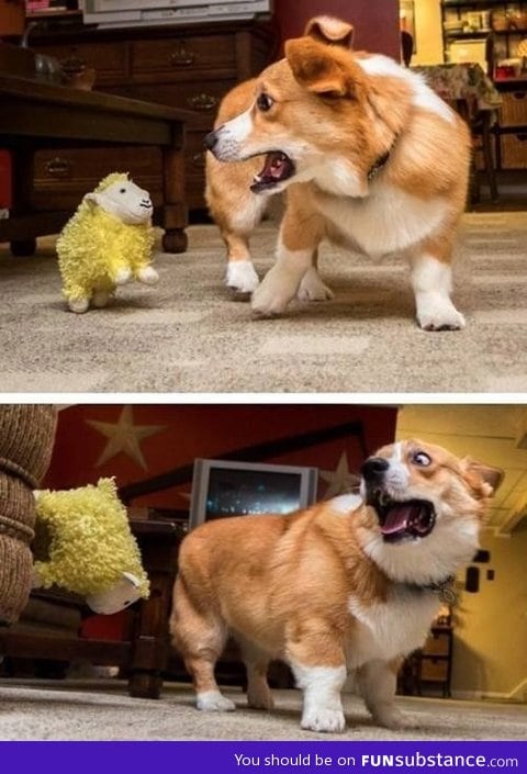 Everyone knows corgis hate sheep