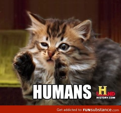 Cat and it's conspiracy theory