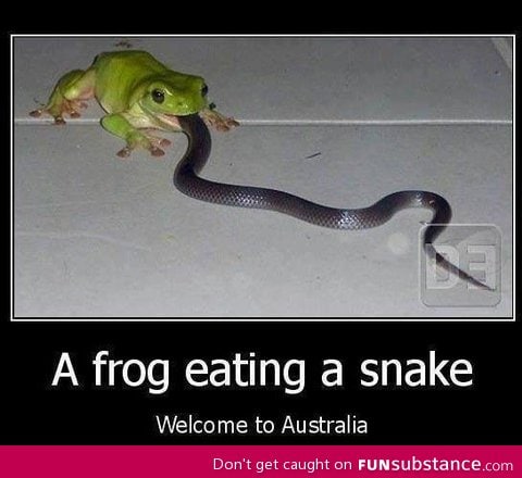 Frog eating a snake