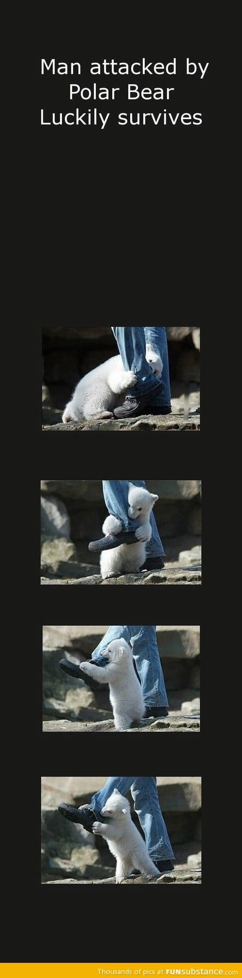 Man attacked by polar bear survives