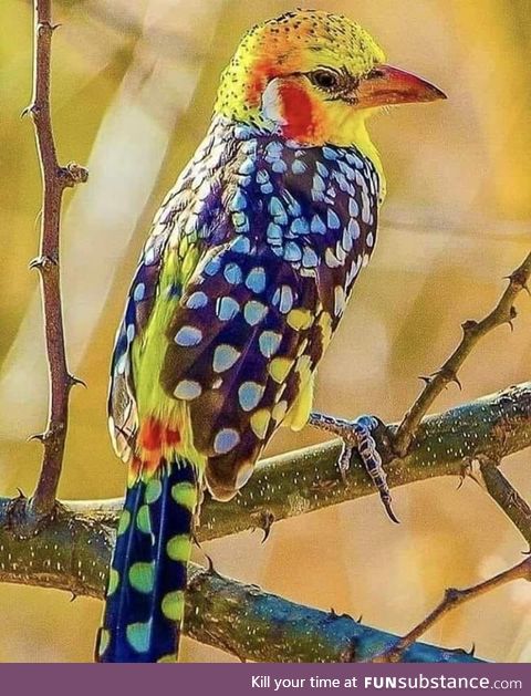Red and Yellow barbet from Kenya