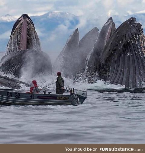 Humpback Whales feeding in Alaska, taken by Scott Methvin