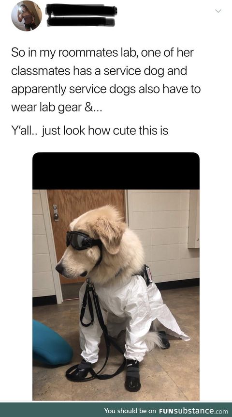 Professor doggo