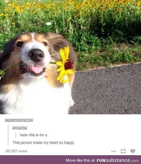 Henlo
