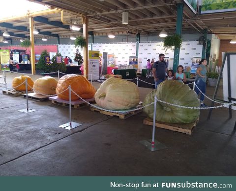 The largest four pumpkins at the Ohio State Fair