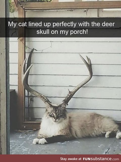 Ignore the caption.. But why does this cat look ***ing ginormous!