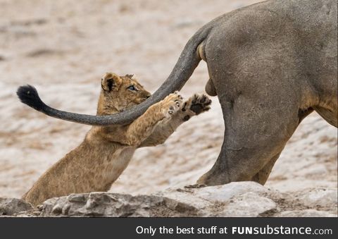 This Cub is about to learn a valuable lesson