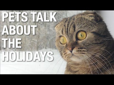 Pets on the holidays